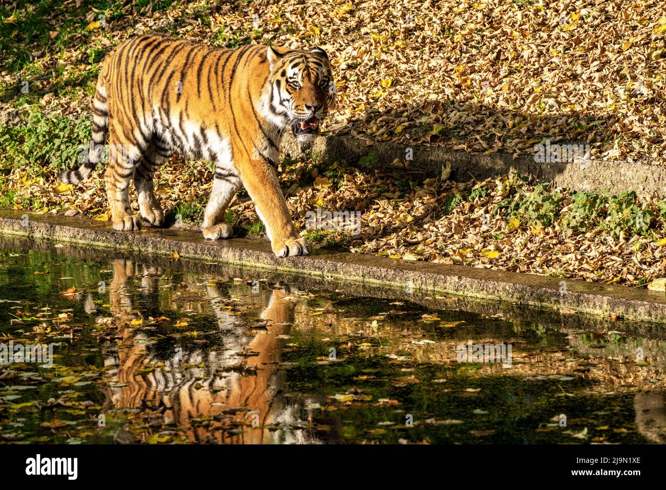 Le tigre de Sibérie, Panthera tigris altaica est le plus grand chat dans le monde Banque D'Images