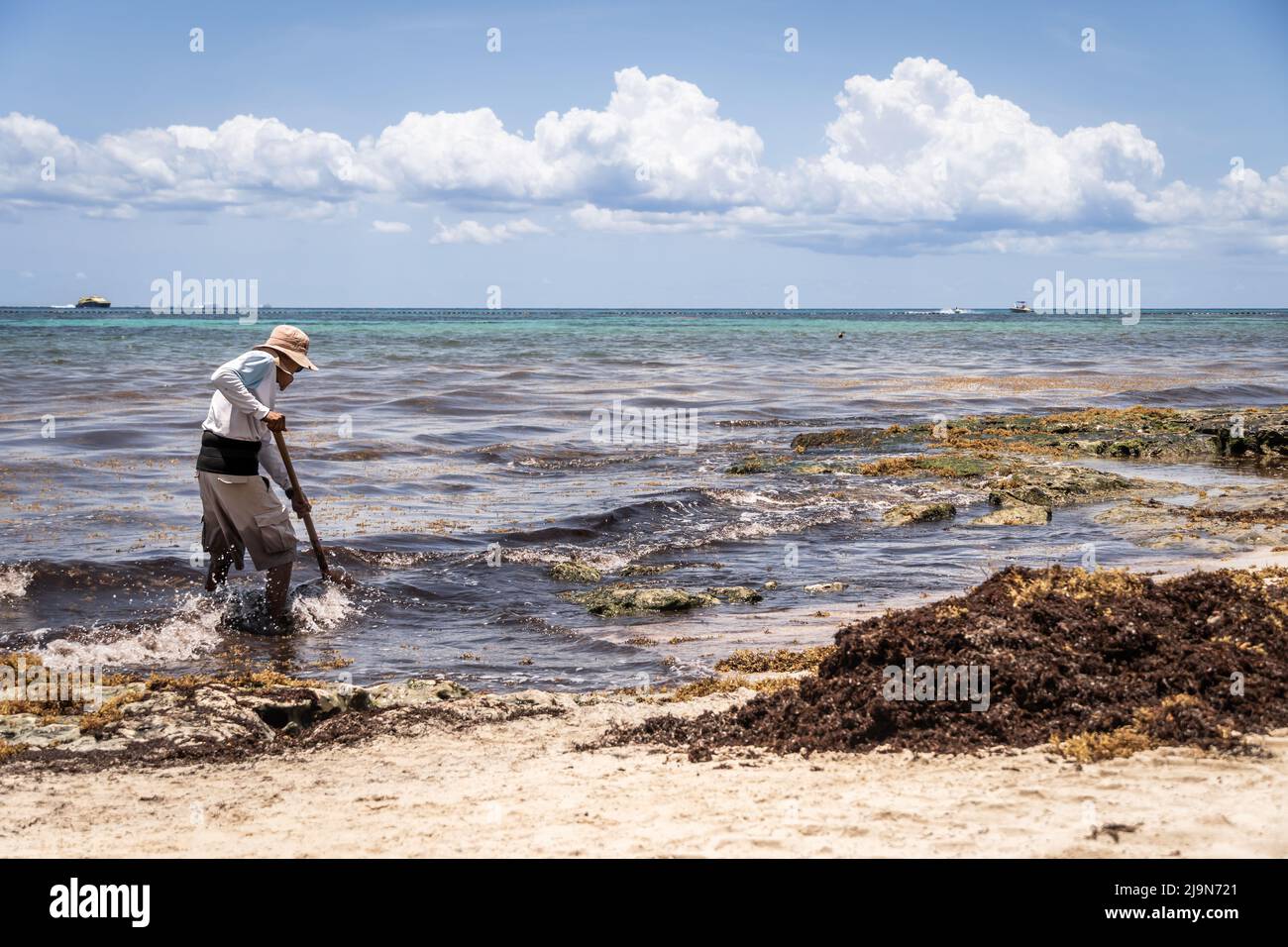 Travailleur mexicain cueillant des algues de sargassum sur la plage.problème d'écologie dans les îles tropicales. Banque D'Images