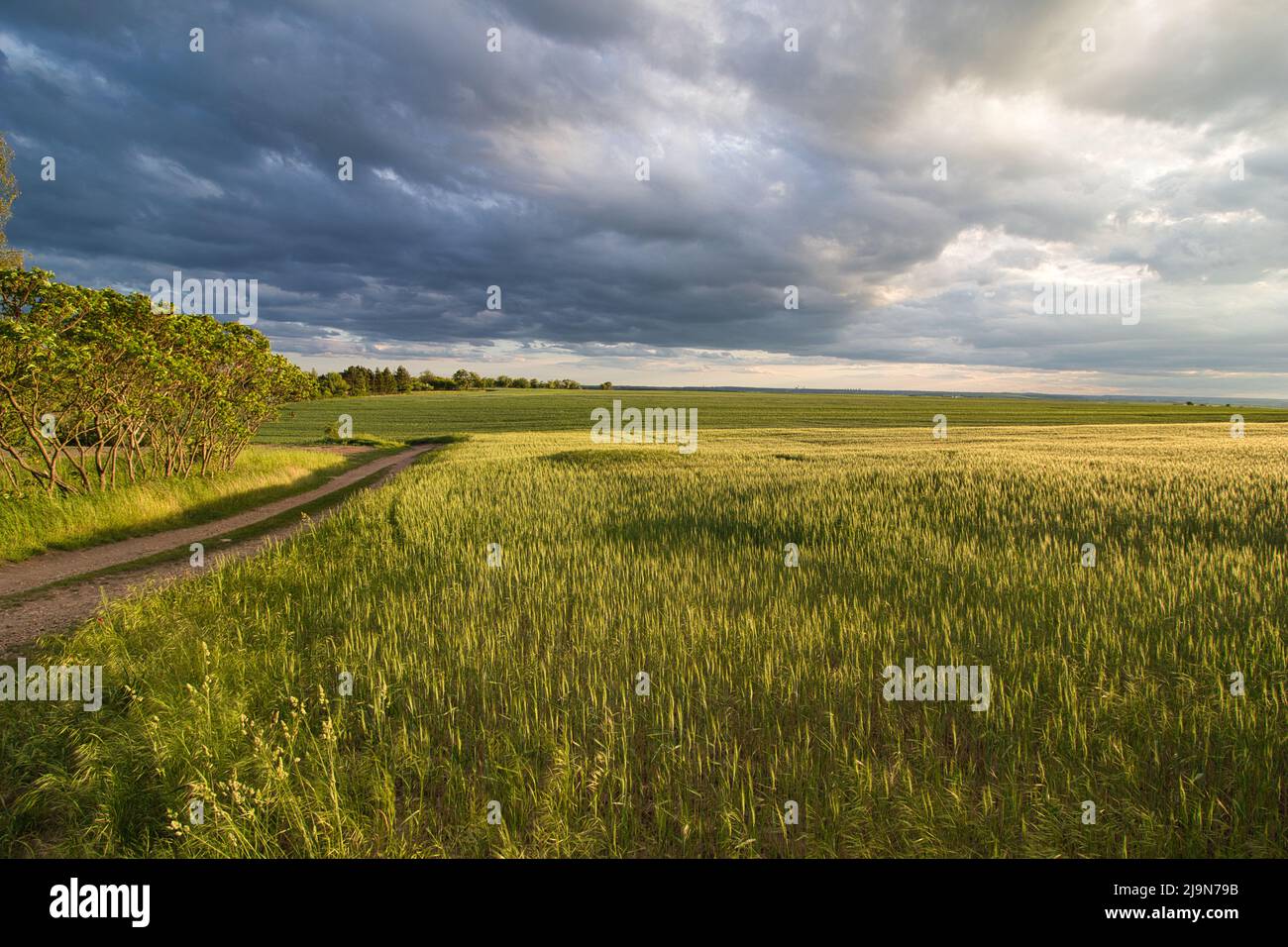 Belle vue sur le champ de grain jaune avec chemin en plein soleil le soir. Banque D'Images Belle vue sur le champ de grain jaune avec chemin en plein soleil le soir. Banque D'Images