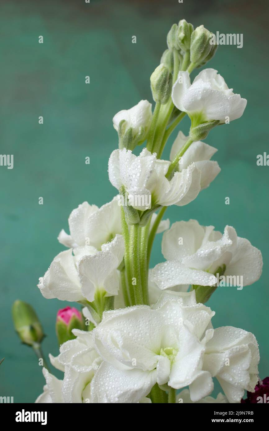 Matthiola incana (bouillon Brompton, stock commun, stock de bonnières, stock de dix semaines et fleur de gilly) fleur blanche gros plan sur fond de vignette verte Banque D'Images