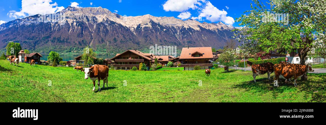 Campagne suisse traditionnelle. Paysage pittoresque avec des vaches dans des pâturages verts (prairies) entouré par les montagnes des Alpes. Lac et village de Brienz Banque D'Images