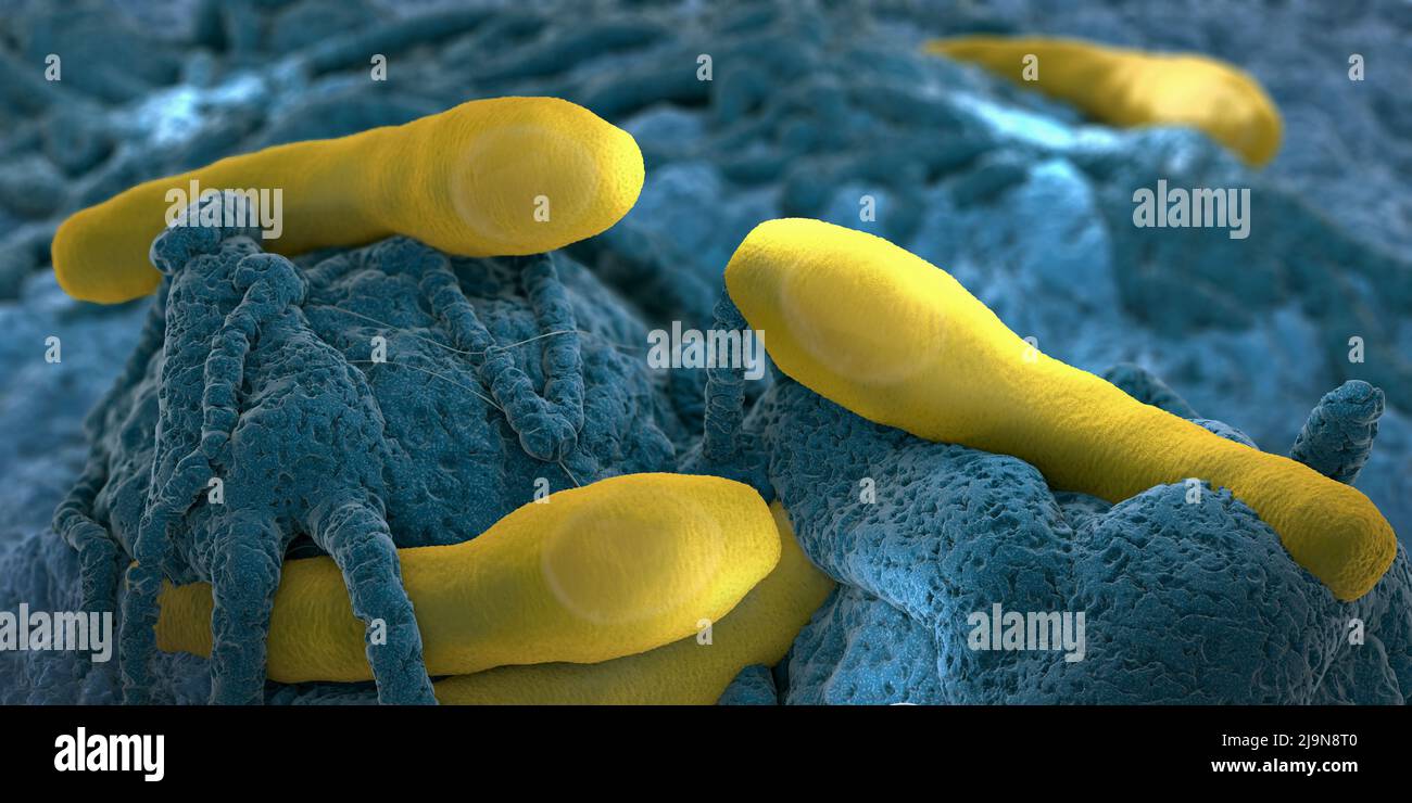 Clostridium botulisme pathogènes croissant sur les tissus organiques - illustration de 3D Banque D'Images