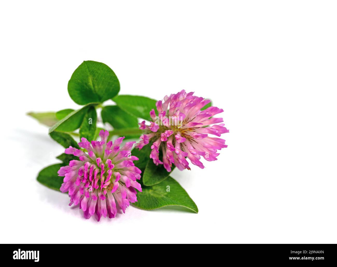 Trèfle rouge, Trifolium pratense, isolé sur fond blanc Banque D'Images