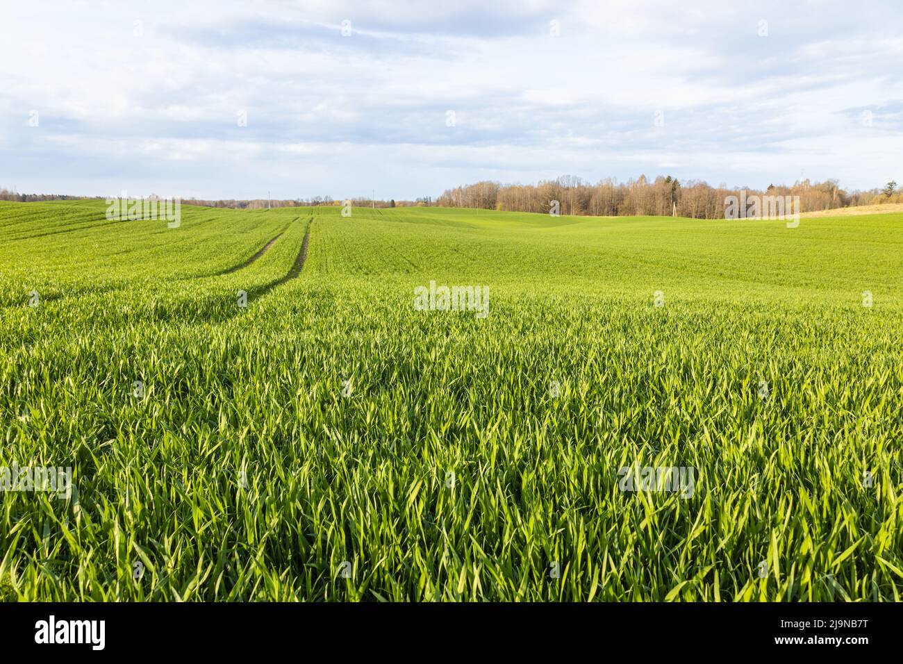 Campagne champ agricole, dans le fond du ciel bleu et de la forêt Banque D'Images