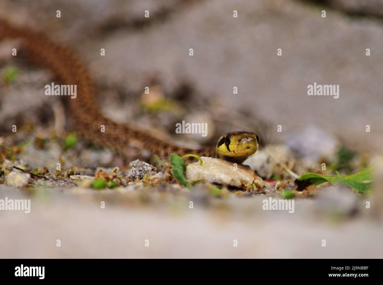 Serpent aesculapien - Zamenis longissimus juvénile serpent non venimeux dans la vallée de Thaya Banque D'Images