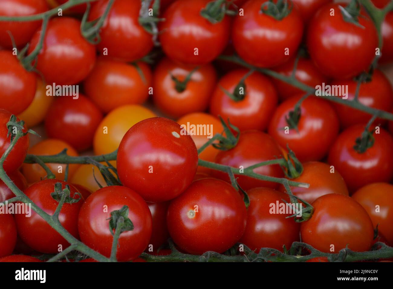 Tomates rouges Banque D'Images