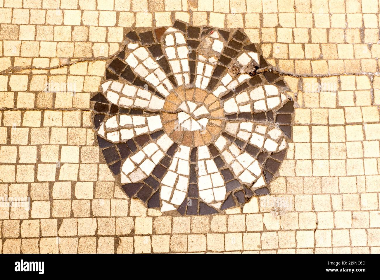 Motif en mosaïque de pâquerettes au sol d'une entrée de magasin à Colchester, Essex, Royaume-Uni Banque D'Images