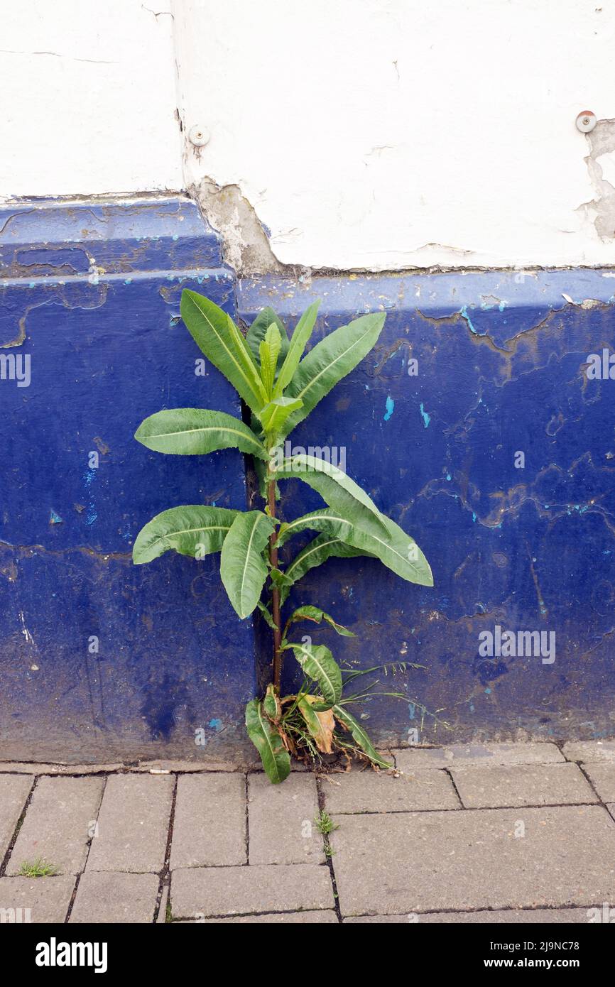 Une mauvaise herbe prospère dans la pourriture urbaine car elle se développe à travers le pavé devant un bâtiment public désutilisé à Colchester, Essex, Royaume-Uni Banque D'Images