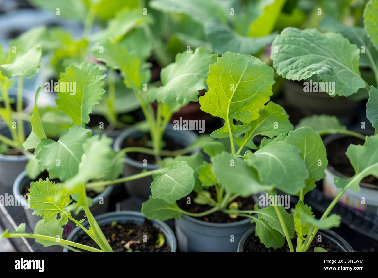 Semis de kale sibérienne (Bremer Scheerkohl, brassica napus var. Pabularia). Banque D'Images