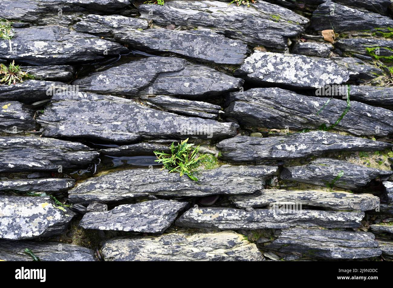 Vieux Mur de pierre texture background Banque D'Images