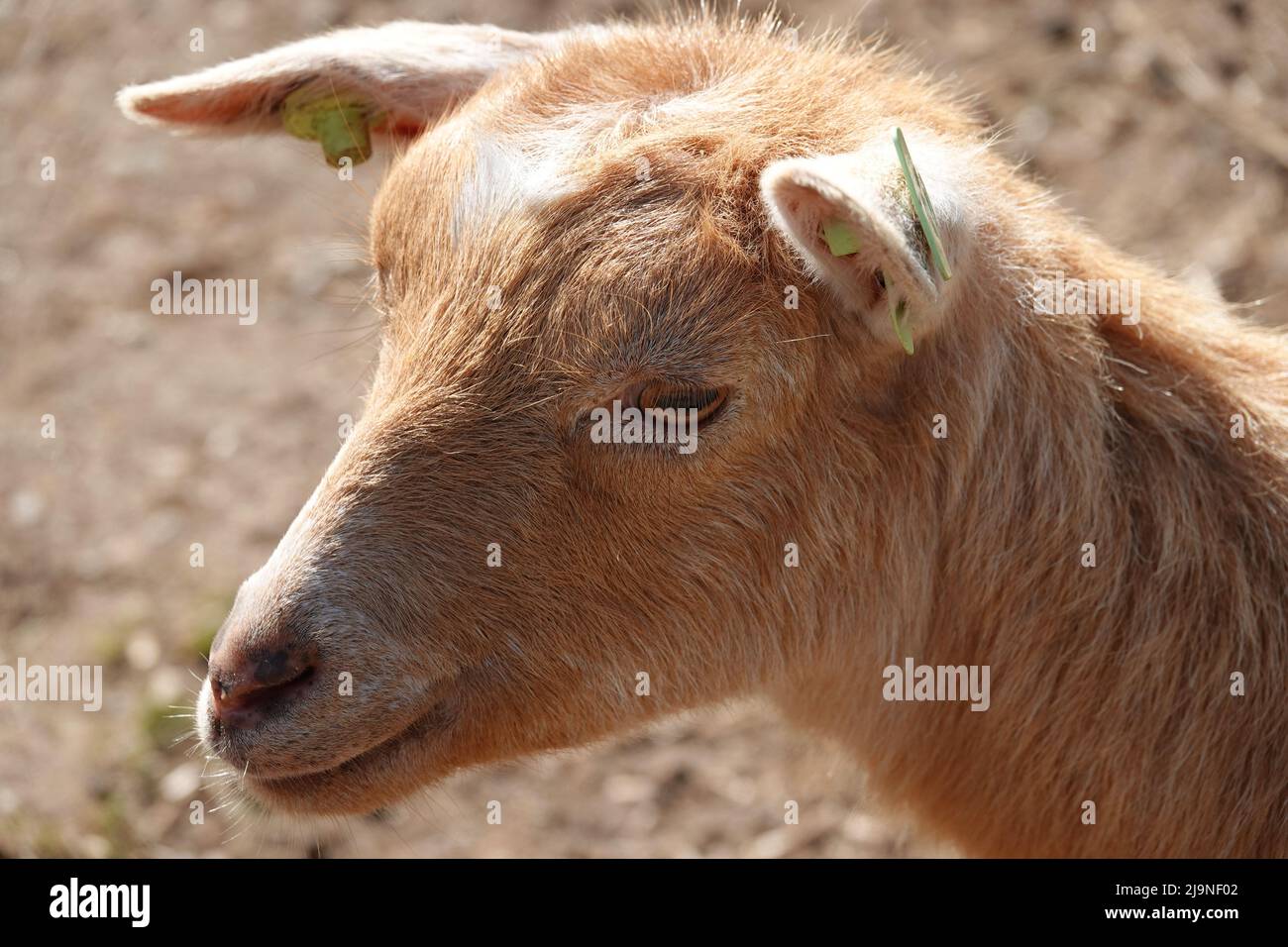 Portrait d'une chèvre de Dwarf d'Afrique de l'Ouest dans un zoo pour enfants. Il est marron clair et possède des marqueurs auditifs Banque D'Images