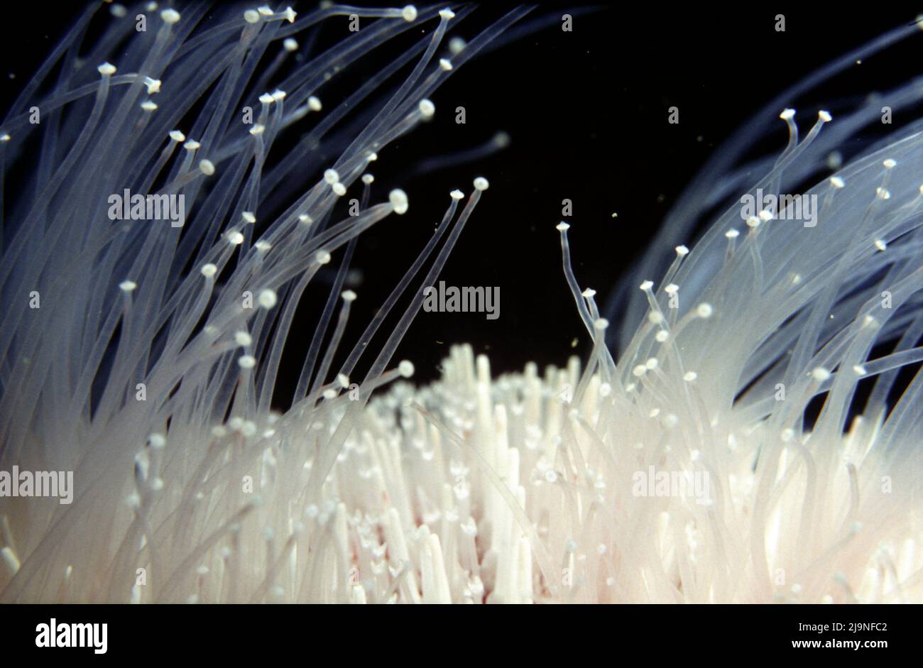 Oursin commun de mer - Echinus esculentus, exploration de toutes les surfaces pour les algues ou les invertébrés, Movin sur les pattes tubulaires avec des suceurs à l'extrémité, St Abbs 1988 Banque D'Images