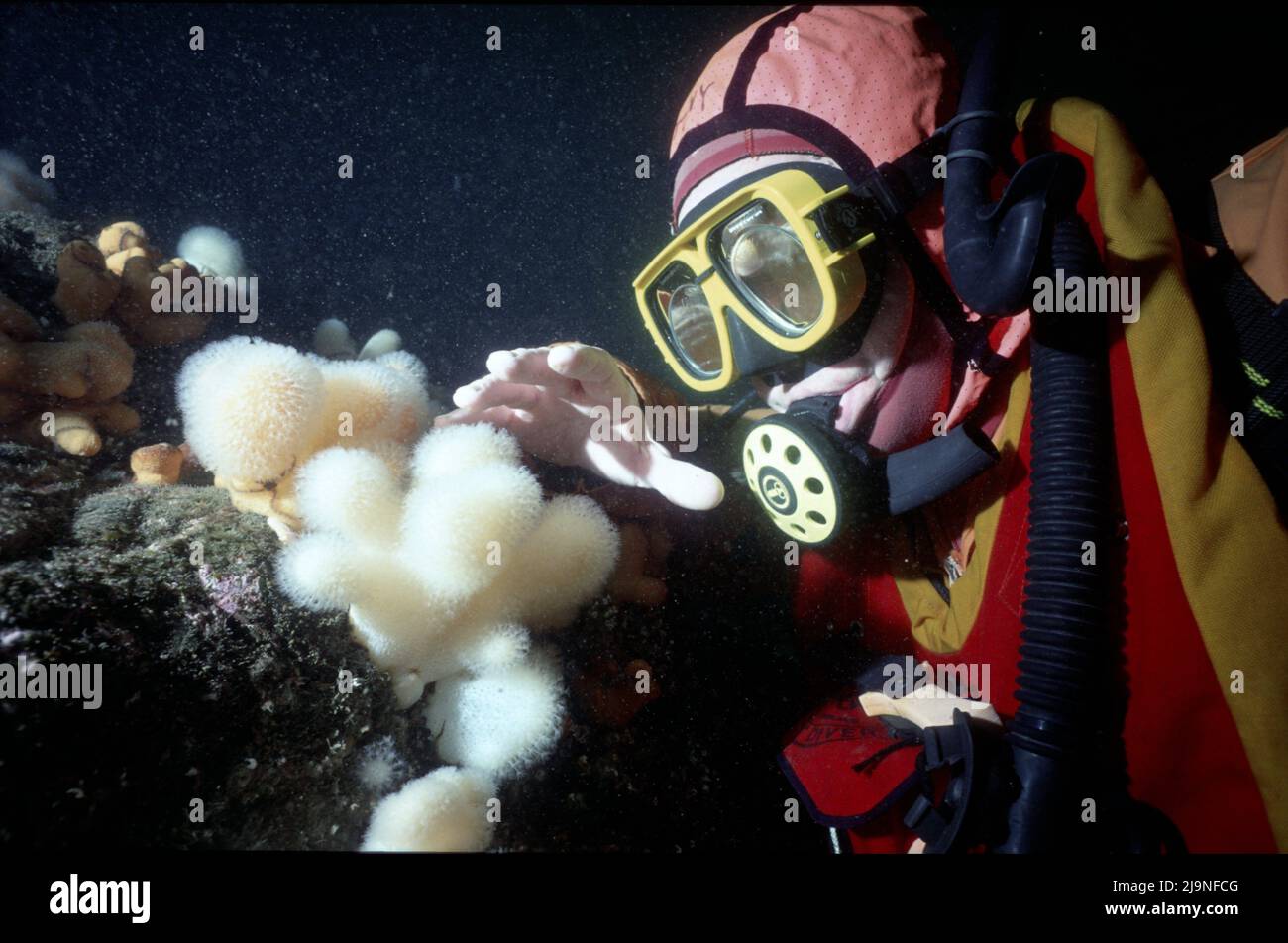 La main dans l'image pour la mise à l'échelle. Gilet de sauvetage rouge, doigts blancs d'homme mort, alimentation de polypes, Alcyonium digitatum, ST Abbs, août 1986 Banque D'Images