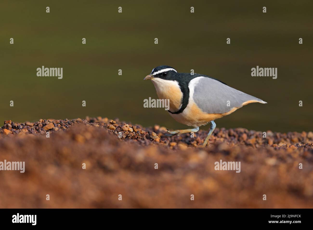 Un Pluvier égyptien adulte (Pluvianus aegyptius) marchant sur les rives de la Gambie au Sénégal Banque D'Images