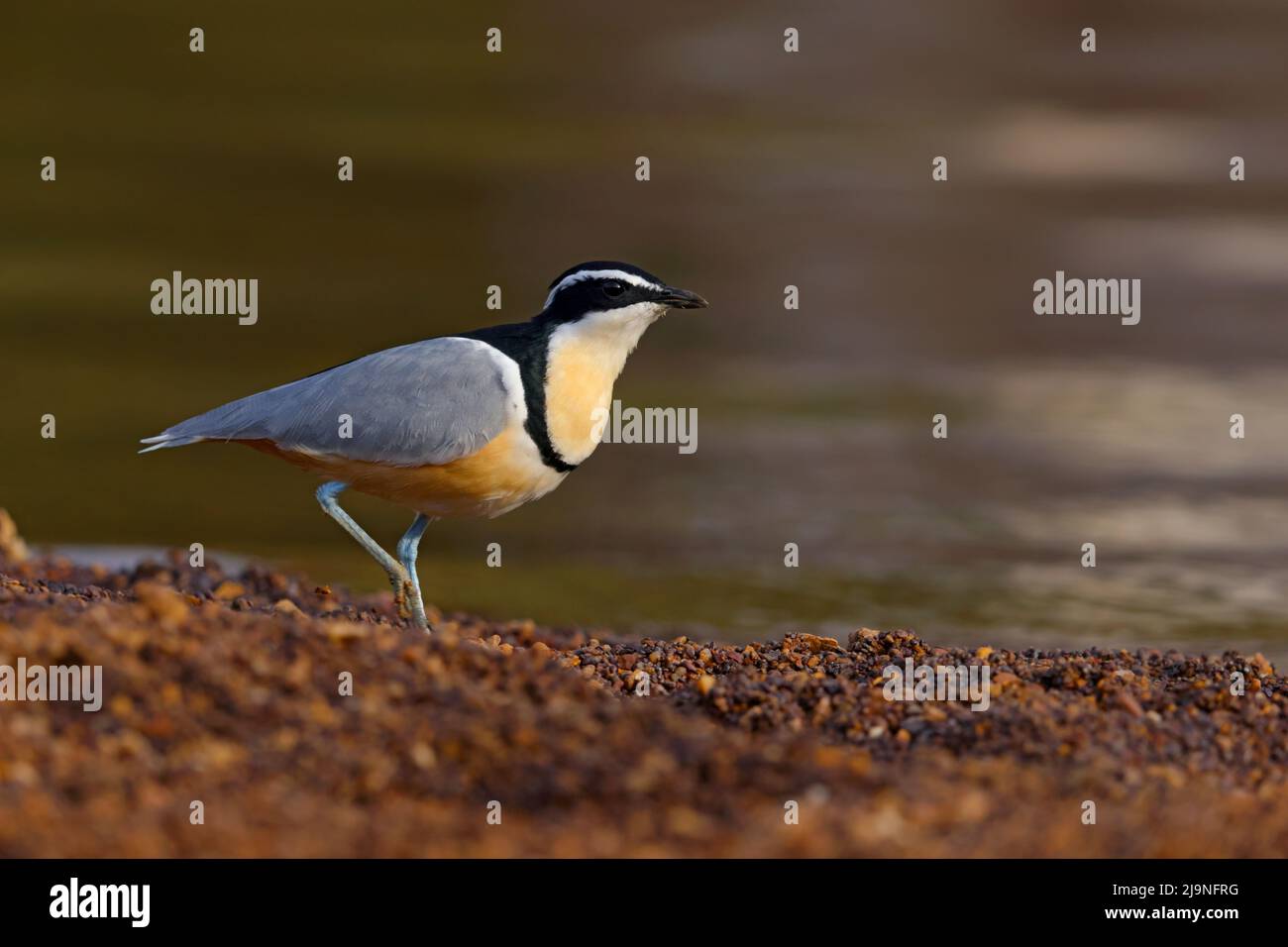 Un Pluvier égyptien adulte (Pluvianus aegyptius) marchant sur les rives de la Gambie au Sénégal Banque D'Images