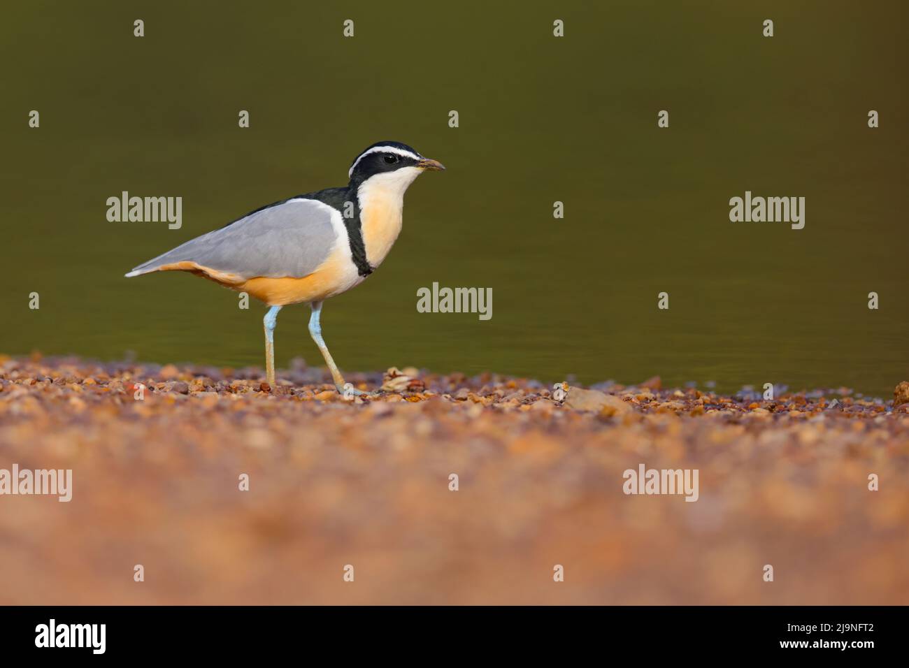 Un Pluvier égyptien adulte (Pluvianus aegyptius) marchant sur les rives de la Gambie au Sénégal Banque D'Images