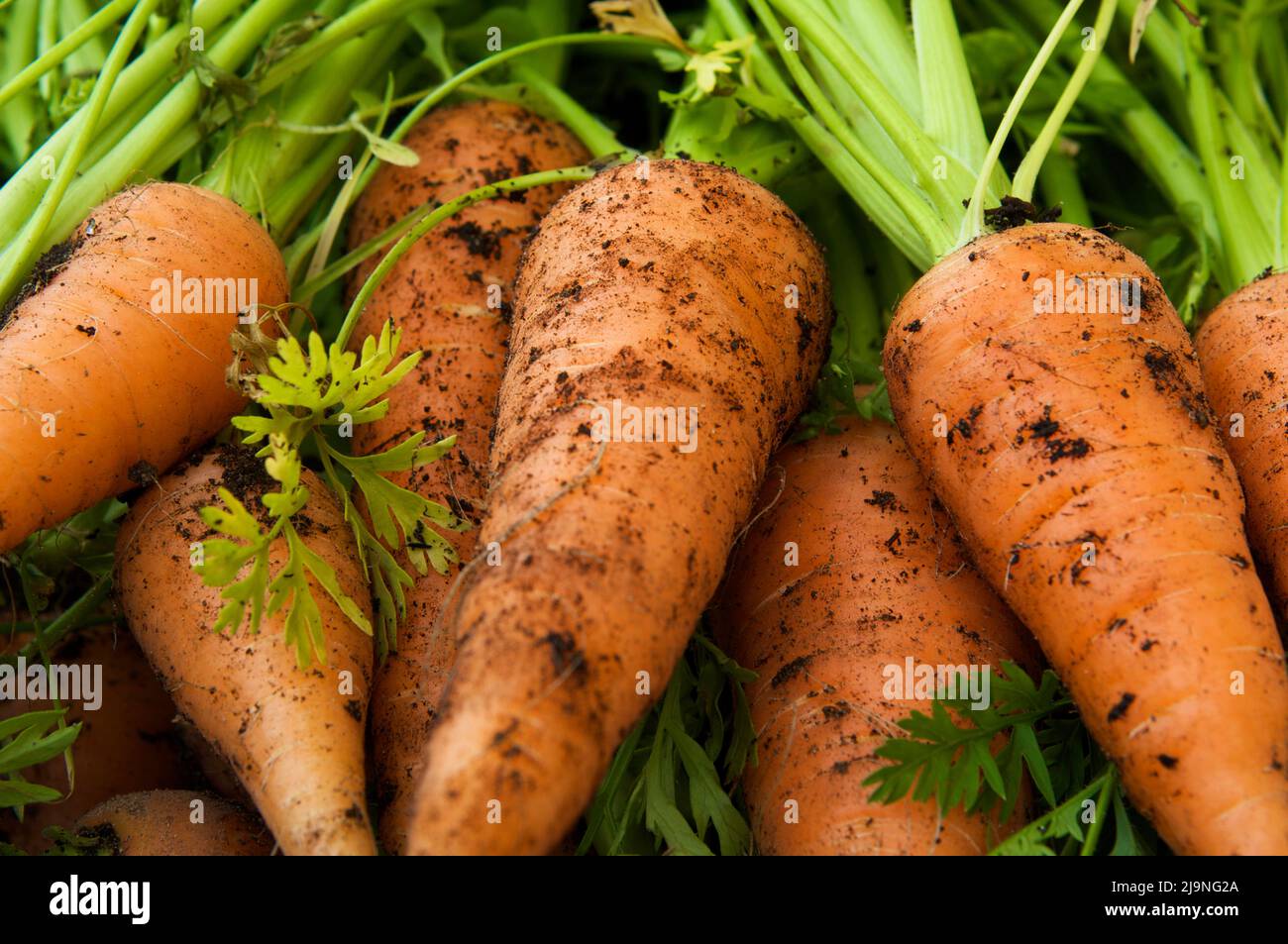 Les carottes fraîches, encore recouvertes de terre, viennent juste de sortir du sol d'un jardin d'origine. Banque D'Images