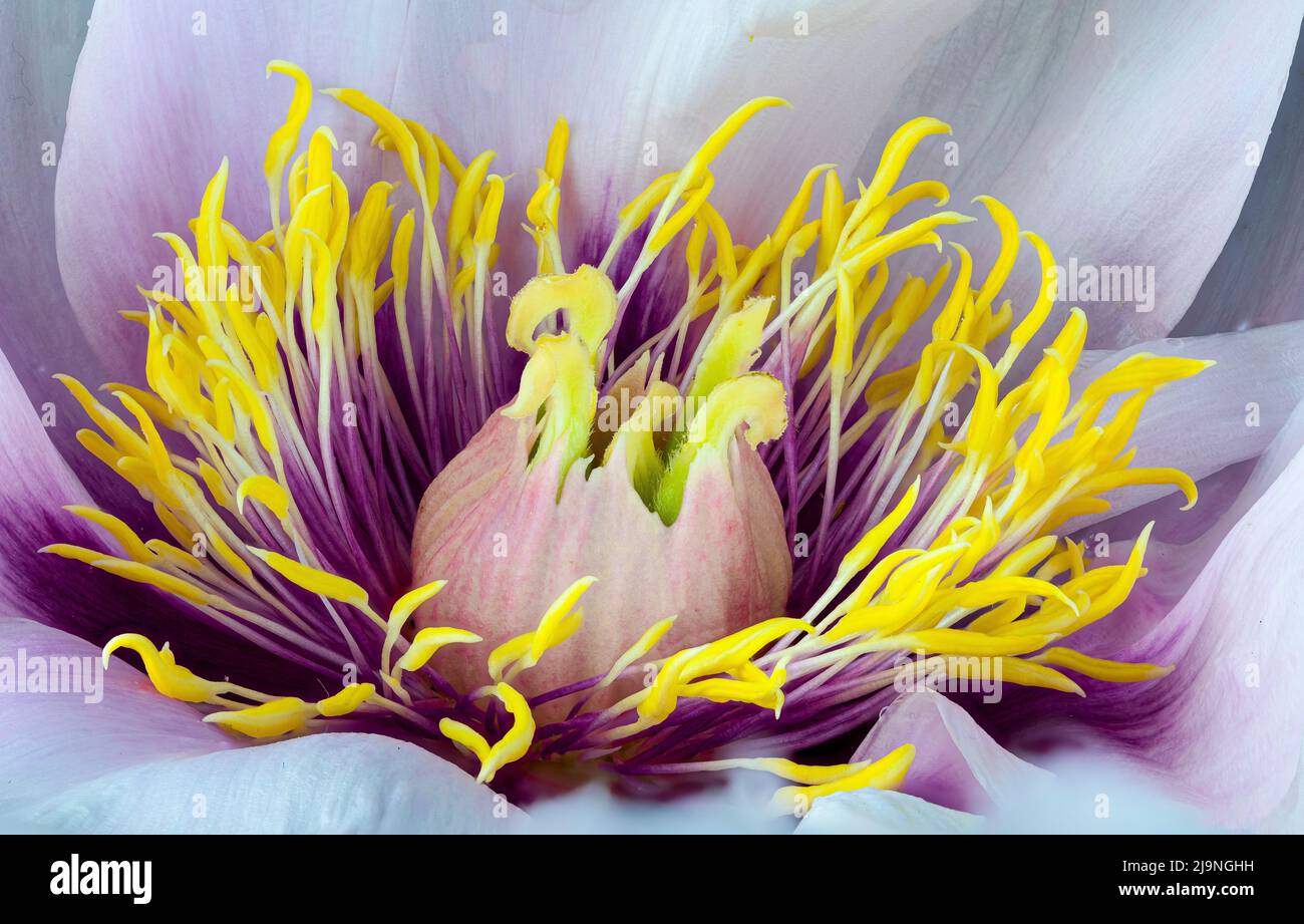 Vue macro du centre d'une fleur de pivoine (Paeonia jishanensis), montrant les parties reproductrices. Banque D'Images