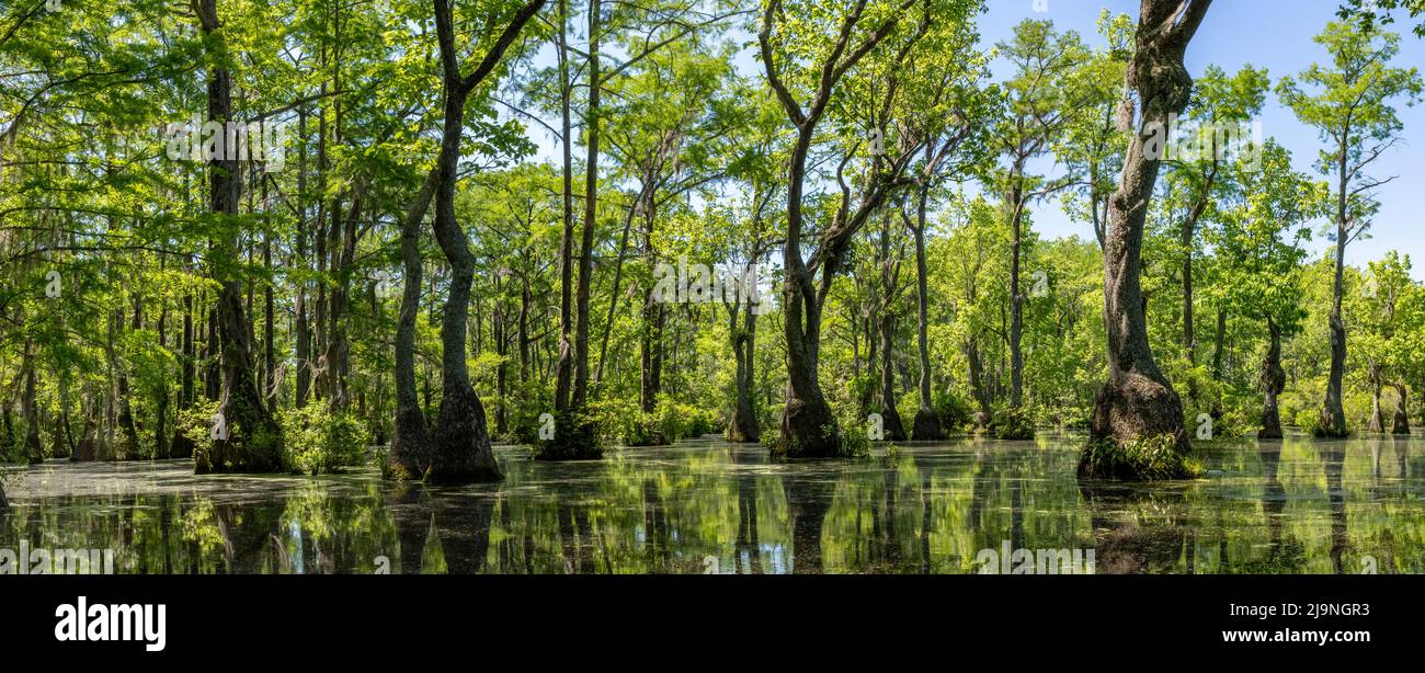 Merchant's Millpond State Park dans le nord-est de la Caroline du Nord à la fin mai. Les arbres dominants sont le tupelo d'eau (Nyssa aquatica) et le baldcyprès (Taxodium Banque D'Images