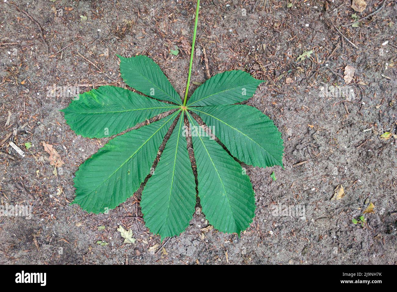 Grande feuille verte du châtaigne de cheval (Aesculus hippocastanum) avec le sol comme fond Banque D'Images