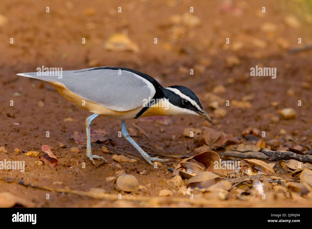 Un Pluvier égyptien adulte (Pluvianus aegyptius) marchant sur les rives de la Gambie au Sénégal Banque D'Images