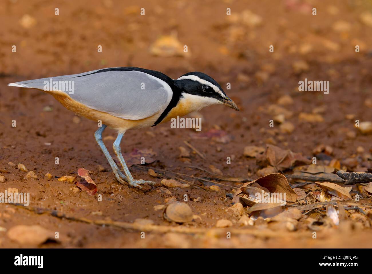 Un Pluvier égyptien adulte (Pluvianus aegyptius) marchant sur les rives de la Gambie au Sénégal Banque D'Images