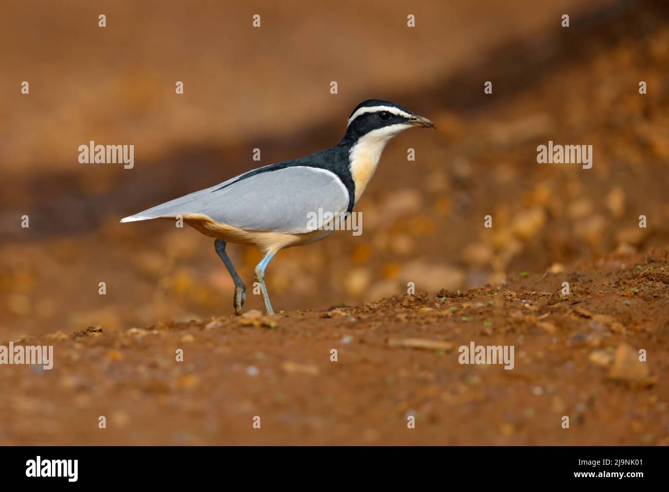 Un Pluvier égyptien adulte (Pluvianus aegyptius) marchant sur les rives de la Gambie au Sénégal Banque D'Images