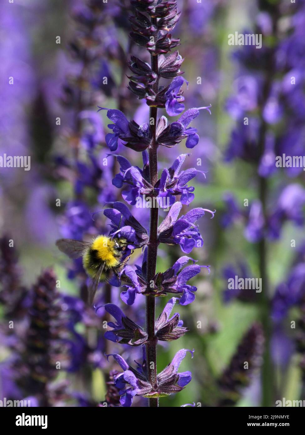 Premières bourdons se nourrissant à l'intérieur des fleurs Banque D'Images