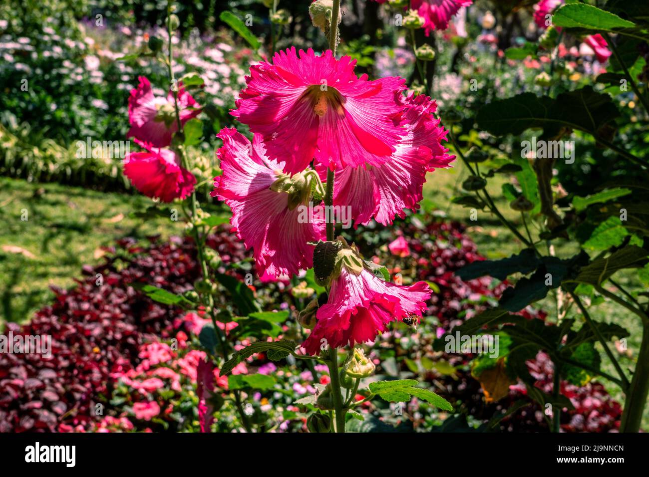 Une plante hollyhock en fleur de fukk. Banque D'Images