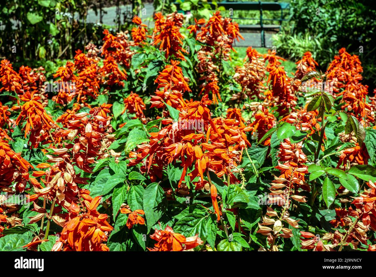 Salvia orange sizzler avec des feuilles vert foncé. Banque D'Images