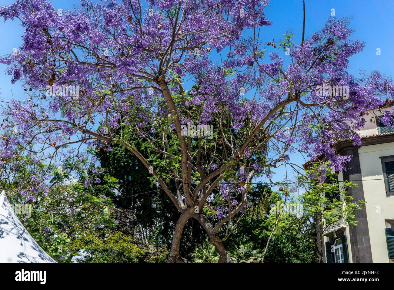 L'arbre Jacaranda avec ses fleurs bleues et violettes distinctives. Banque D'Images