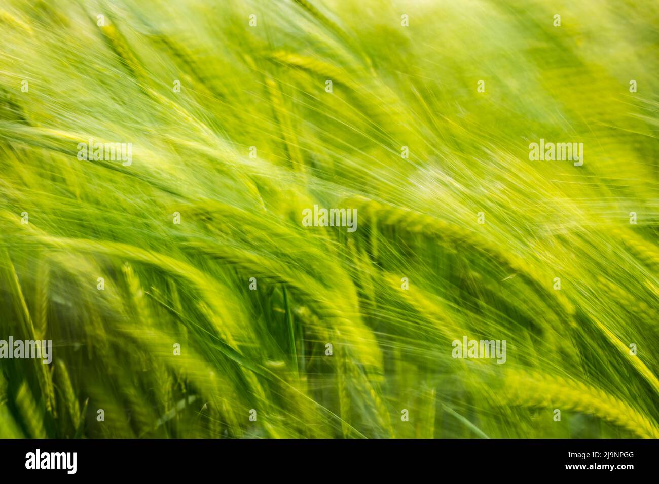 Résumé d'un champ de récolte d'orge verte soufflant dans le vent un jour venteux causant le flou de mouvement, Écosse, Royaume-Uni Banque D'Images