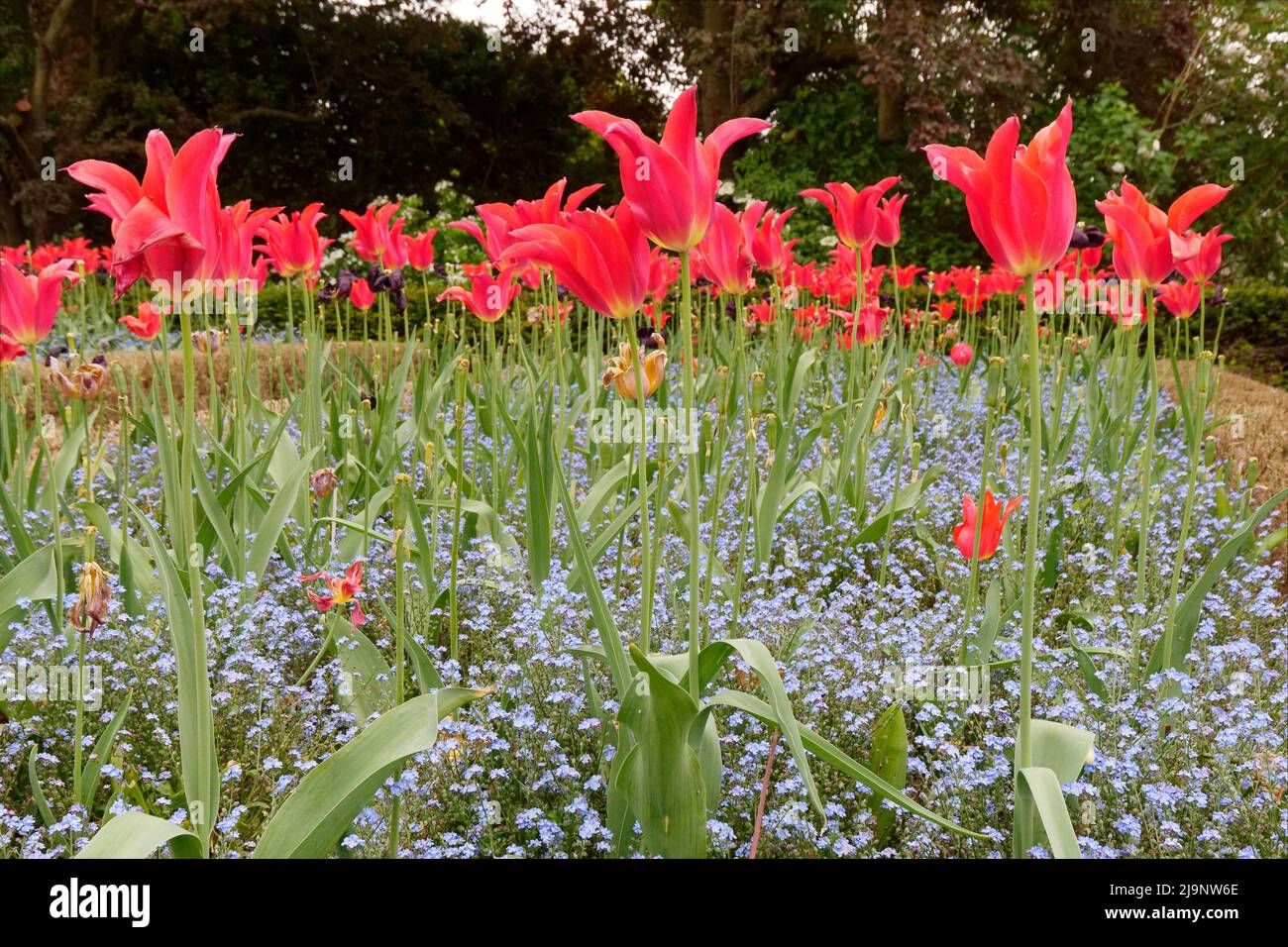 Londres, Grand Londres, Angleterre, mai 11 2022 : fleurs rouges et bleues dans le jardin hollandais, Holland Park Banque D'Images