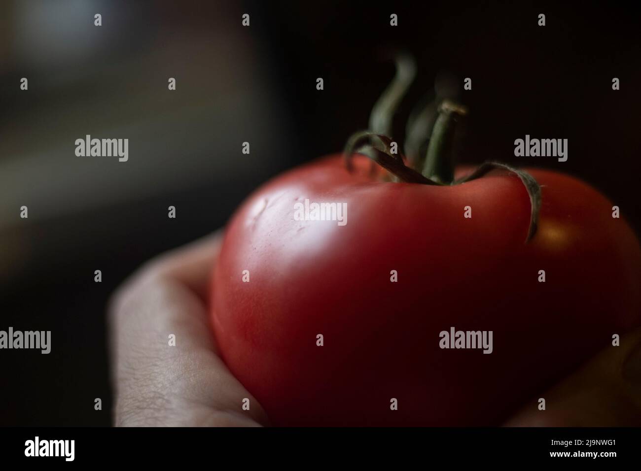 Tomate rouge. Légumes frais. Plante de jardin en main. Fruits mûrs à la lumière de la fenêtre. Alimentation saine d'origine naturelle. Banque D'Images