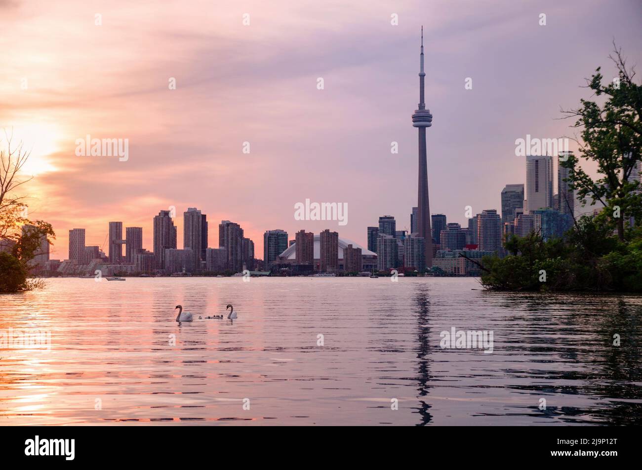 Vue d'été au coucher du soleil depuis les îles de Toronto, de l'autre côté du port intérieur du lac Ontario, sur la ligne d'horizon du centre-ville de Toronto, avec des cygnes au premier plan Banque D'Images