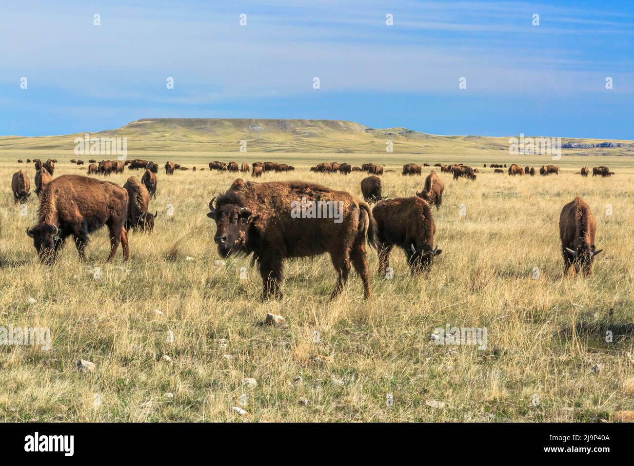 troupeau de buffalo (bison) sur un terrain de ranch de prairie près de choteau, montana Banque D'Images
