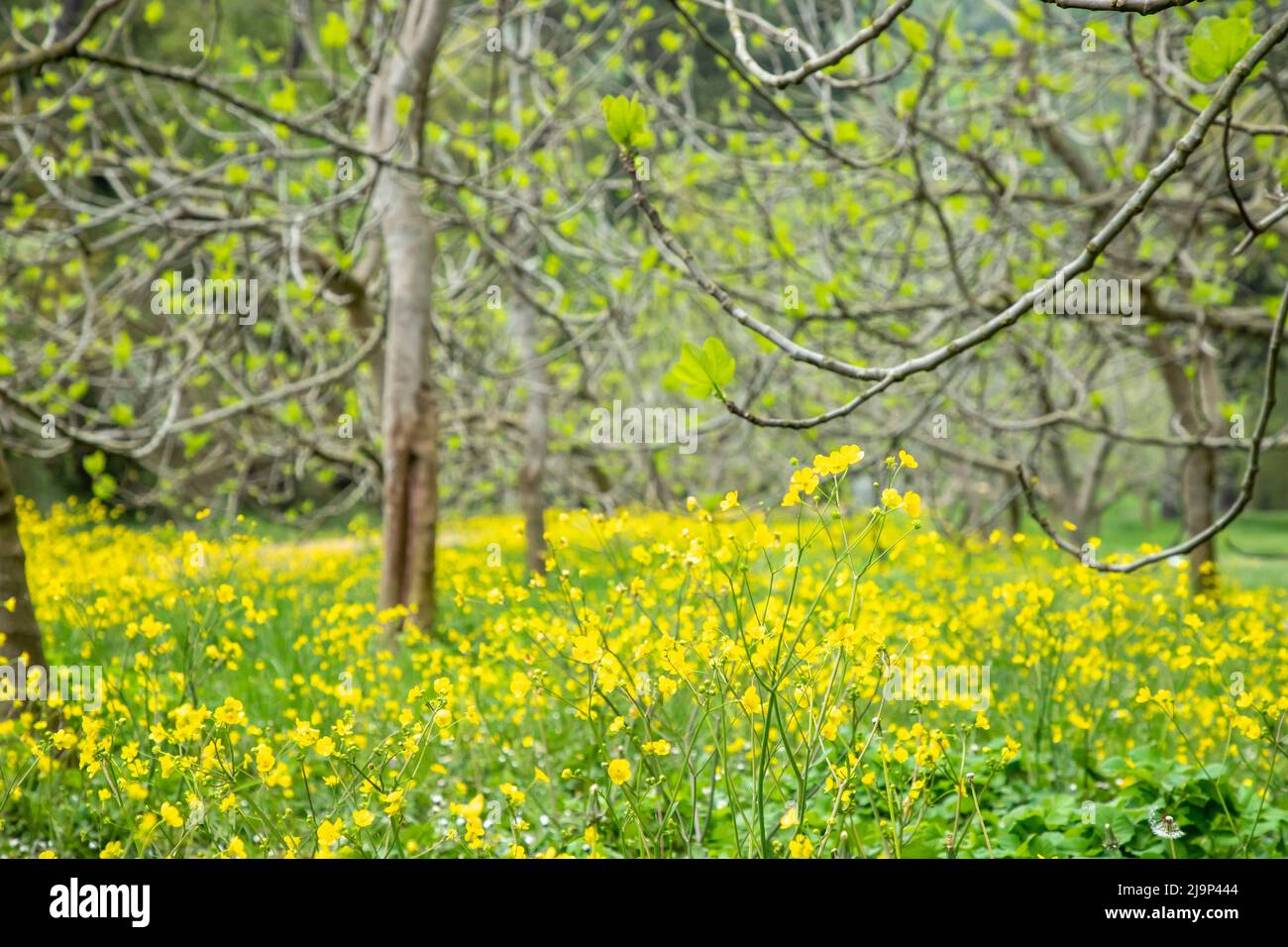 Ranunculus acris ou tasses de beurre. Les noms communs incluent le buttercup de prairie, le buttercup grand, le buttercup commun et le buttercup géant. Banque D'Images