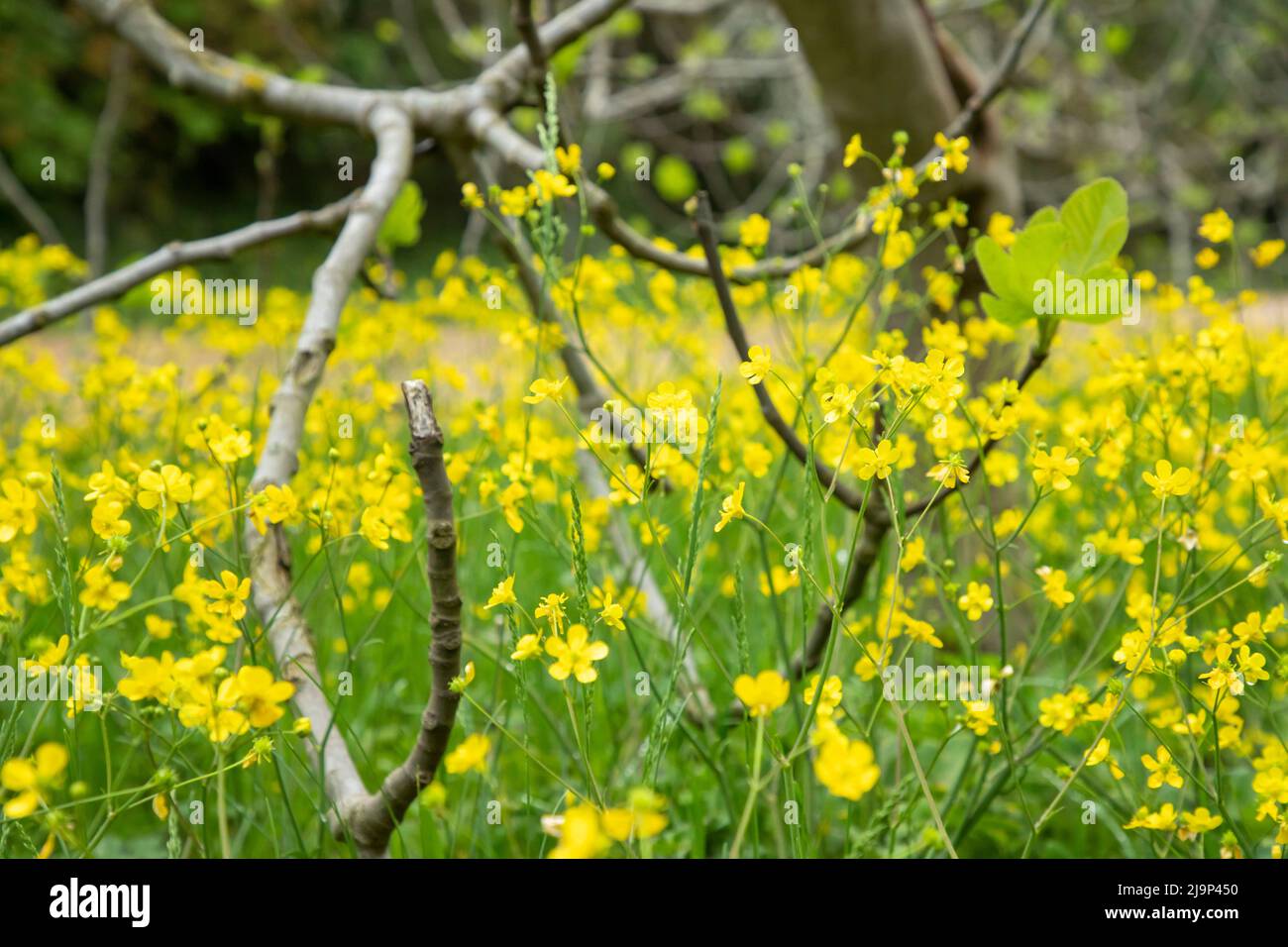 Ranunculus acris ou tasses de beurre. Les noms communs incluent le buttercup de prairie, le buttercup grand, le buttercup commun et le buttercup géant. Banque D'Images