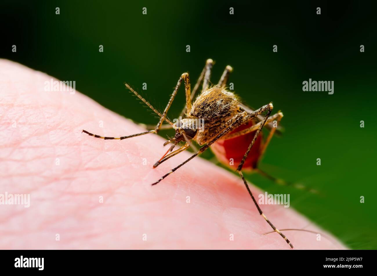 Bite de peau de moustiquaire contaminée par Zika. Leishmaniose, encéphalite, fièvre jaune, dengue, paludisme, Mayaro ou Zika virus Infectious Culex Banque D'Images