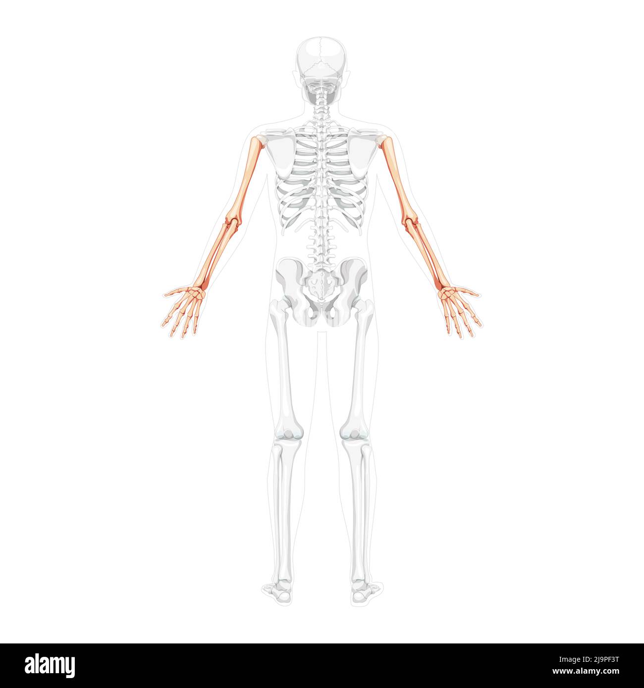 Squelette bras dos humain vue postérieure dorsale dorsale avec position des os partiellement transparente. Mains, avant-bras réaliste plat naturel couleur concept illustration vectorielle de l'anatomie isolée sur fond blanc Illustration de Vecteur