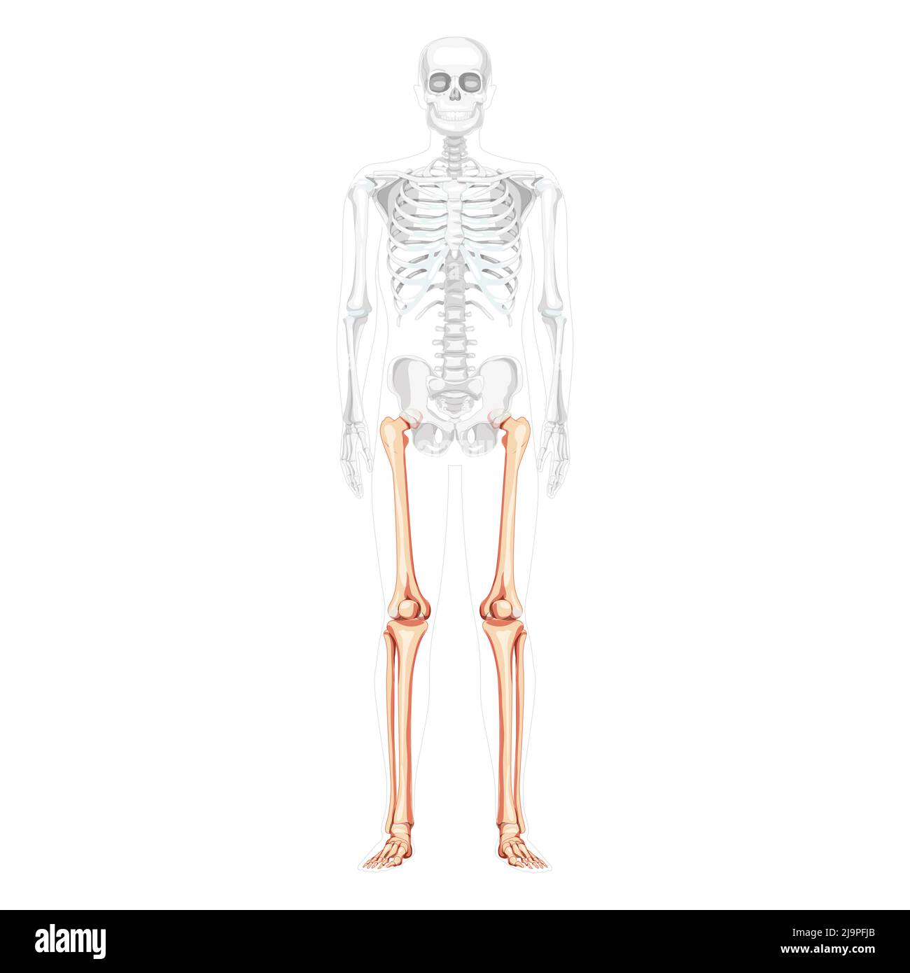 Squelette cuisses et jambes membre inférieur vue avant humaine avec position des os partiellement transparente. Fémur, patella, péroné, pied illustration vectorielle réaliste d'une anatomie isolée sur fond blanc Illustration de Vecteur