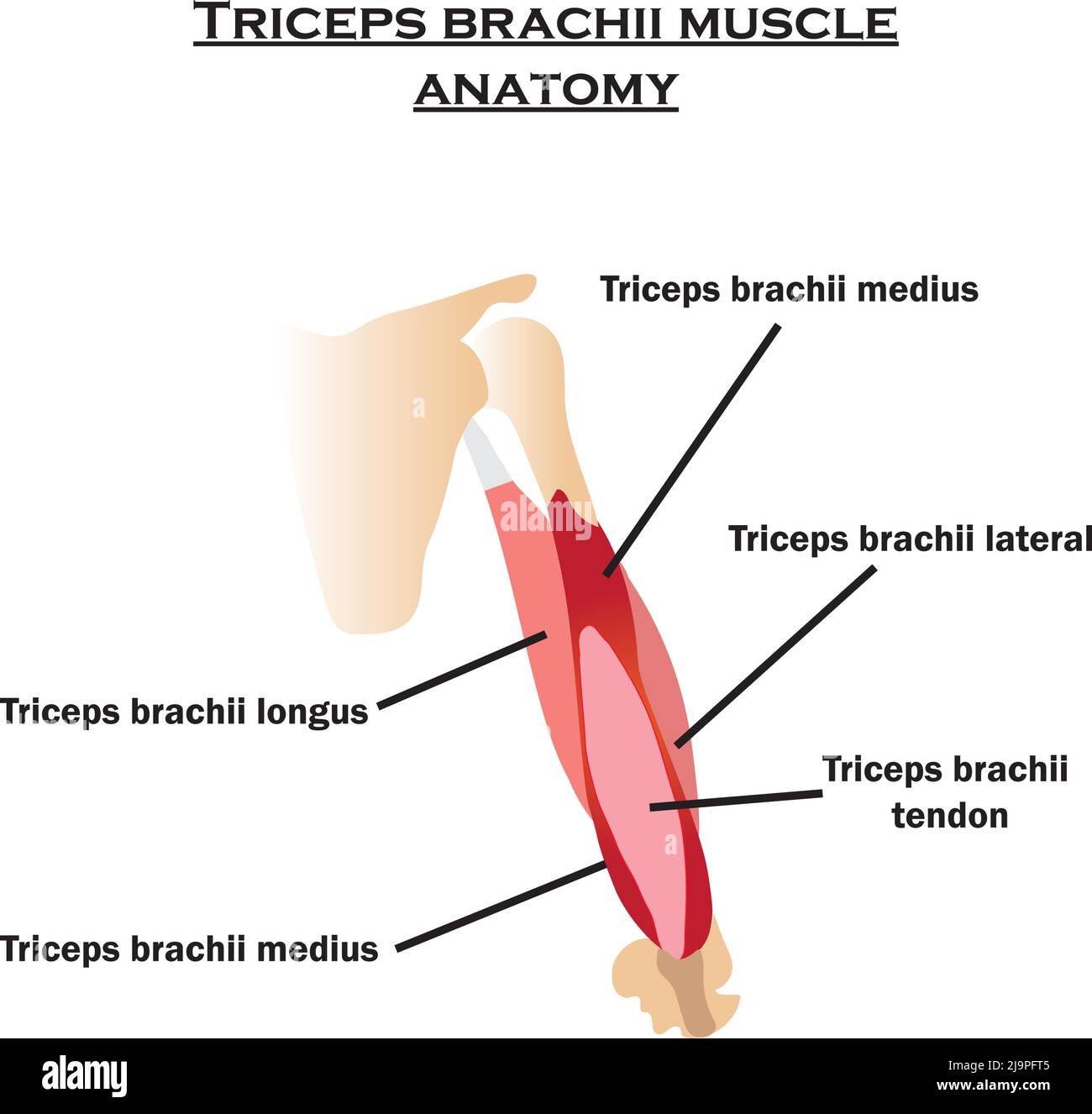 Diagramme de l'anatomie du muscle triceps brachii,triceps brachii medius brachii,latéral,longus et triceps brachii tendon.contenu de l'étude pour les étudiants en biologie. Illustration de Vecteur