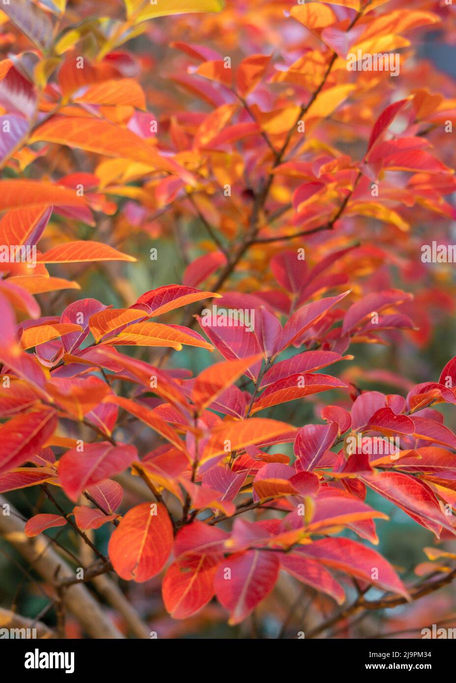 Magnifique feuillage d'automne d'une myrte de crêpe (Lagerstroemia indica) de près Banque D'Images