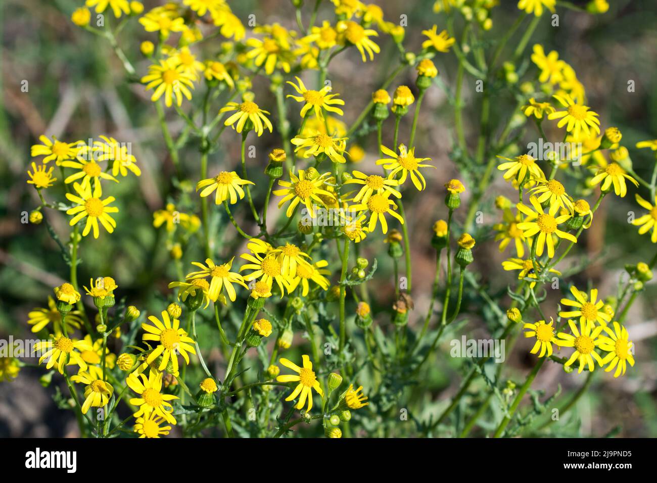 Jacobaea vulgaris, fleurs jaunes de l'armoise commune, gros plan sélectif foyer Banque D'Images