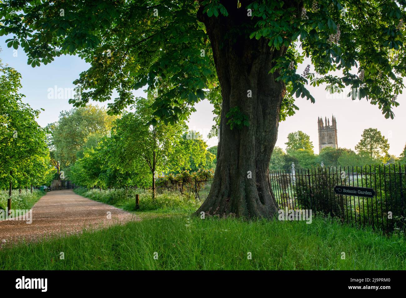 Tôt le matin du printemps le long de Christ Church Meadow Walk à côté des jardins botaniques. Oxford, Oxfordshire, Angleterre Banque D'Images