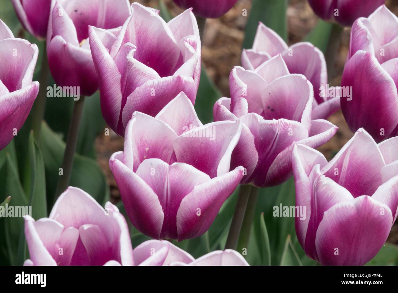 Violet blanc, tulipes, tulipe de Triomphe, Tulipa 'Armée du Salut', blanc violet, Nice, jardin, Blooms, floraison Banque D'Images