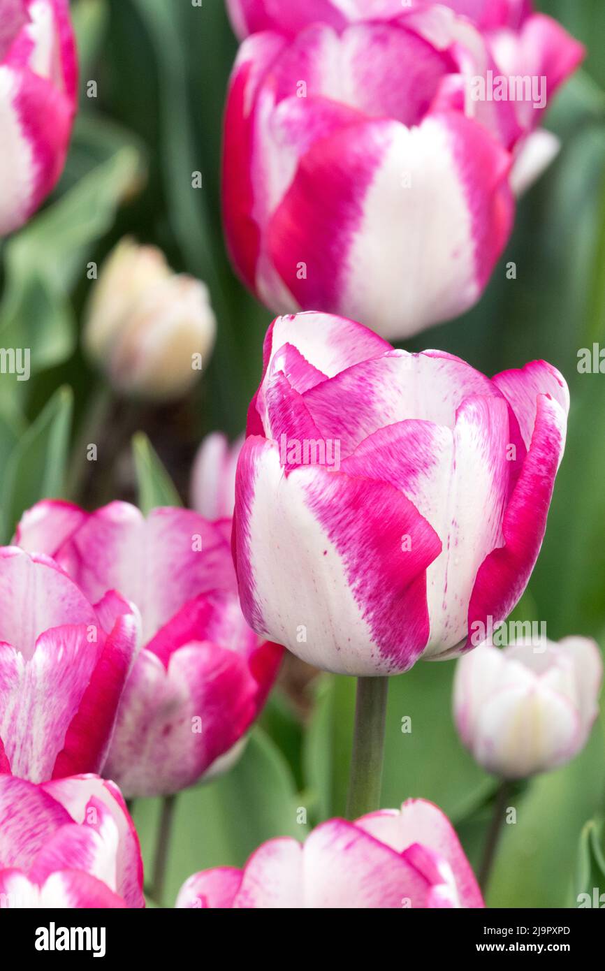 Blanc rose, Tulips, Fleur, lit, Tulipa 'Hotcaleçons', Triomphe, Nice, tulipe, jardin Banque D'Images