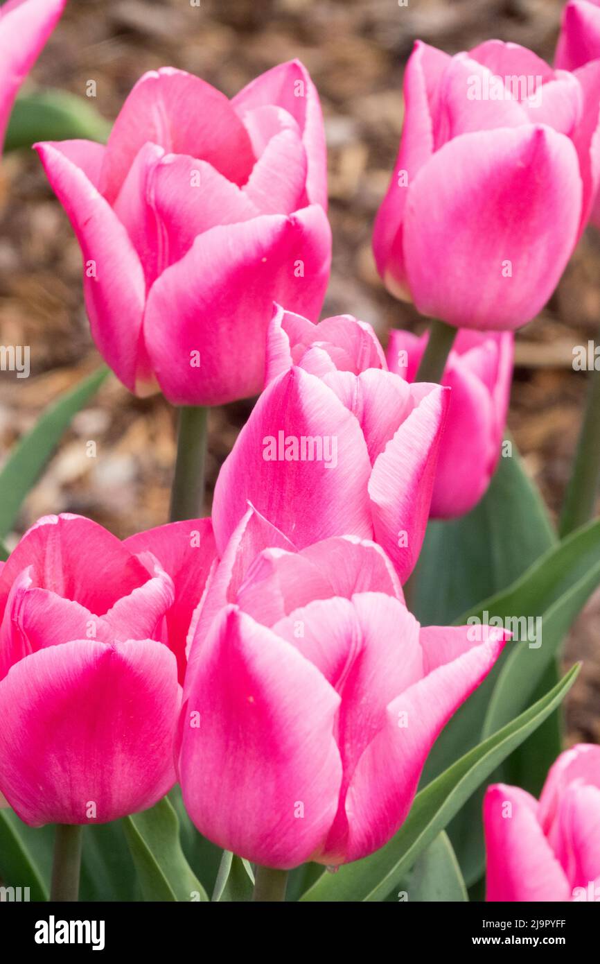 Tulipa 'Christmas Dream', Nice, fleurs, fleurs, fleurs, fleurs, Tulipes, jardin, Bloom, belle Banque D'Images