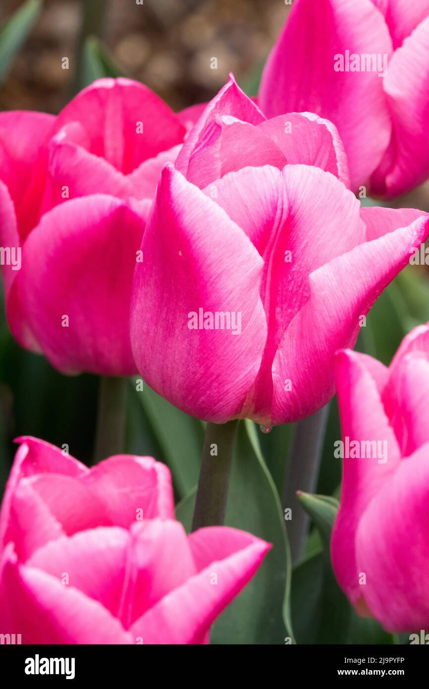 Tulipa 'Christmas Dream', Nice, fleurs, fleurs, fleurs, fleurs, Tulipes, jardin, Bloom, belle Banque D'Images