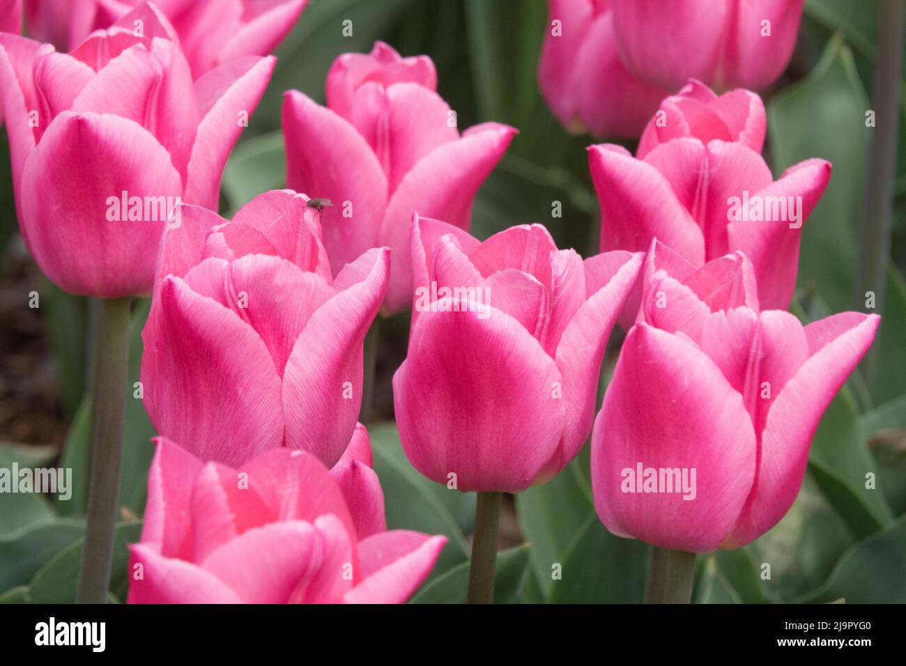 Tulipa 'Christmas Dream', Nice, fleurs, fleurs, fleurs, fleurs, Tulipes, jardin, Bloom, belle Banque D'Images